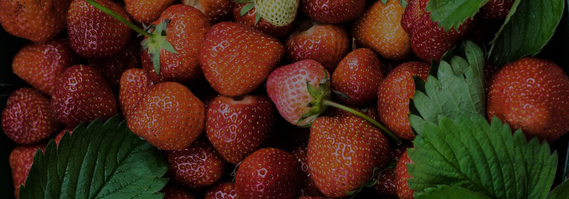 Downtown Phoenix Farmers Market — Saturday Market