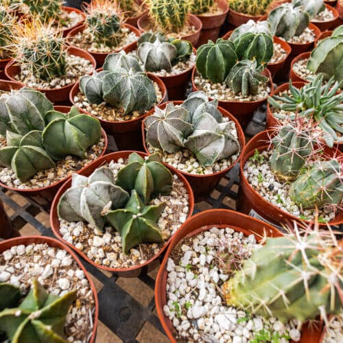 Fall Plant Sale – Member’s Preview