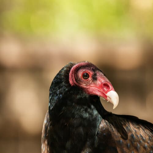 Vulture Awareness Day