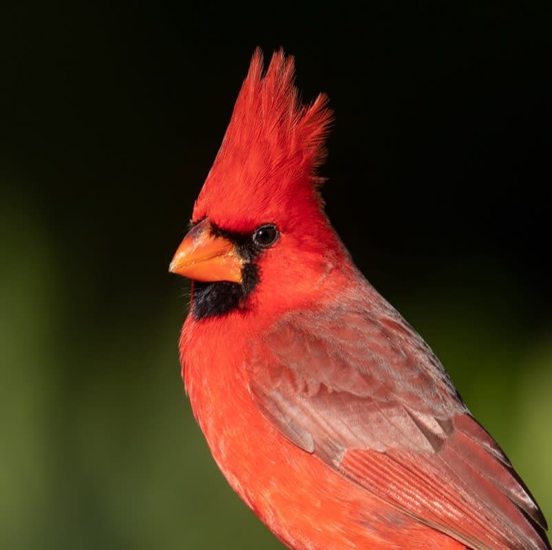 Maricopa Bird Alliance