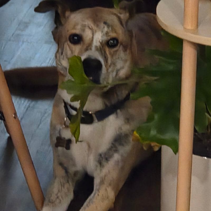 Dogs and Plants